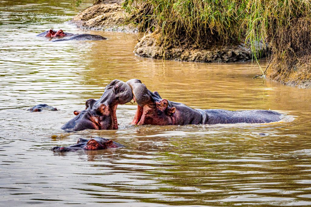 5 Days Tanzania Lodge Safari